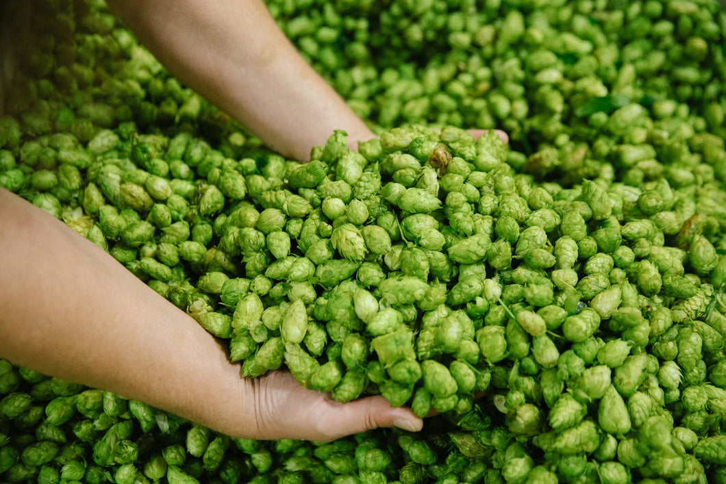 New Hop Harvest – Aurora & Celeia 2025 soon  (Reservations – Harvest 2025 be available!)